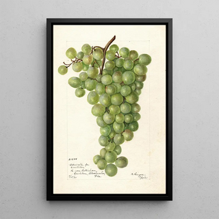 Bertha Heiges - Vitis Admirable de Courtiller.webp