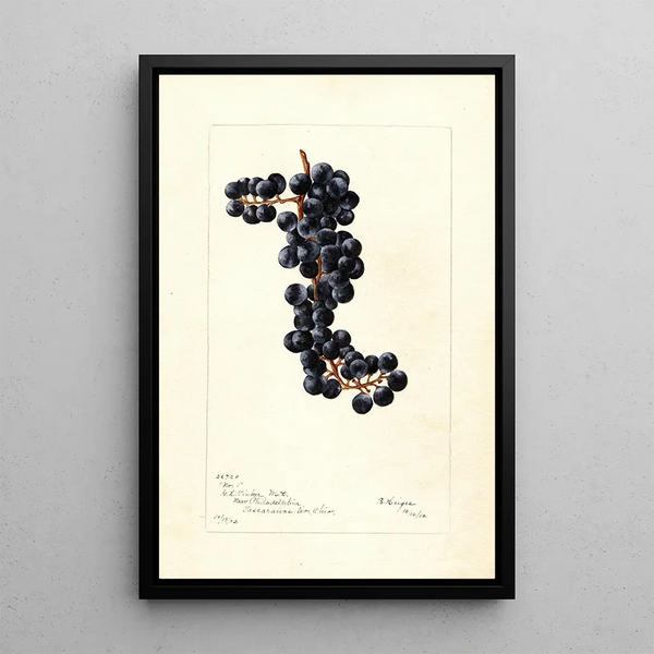 Reprodukcja obrazu Vitis No - Bertha Heiges