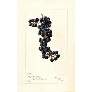 Bertha Heiges - Vitis No.webp