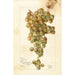Vitis Palomino - Bertha Heiges — widok dzieła