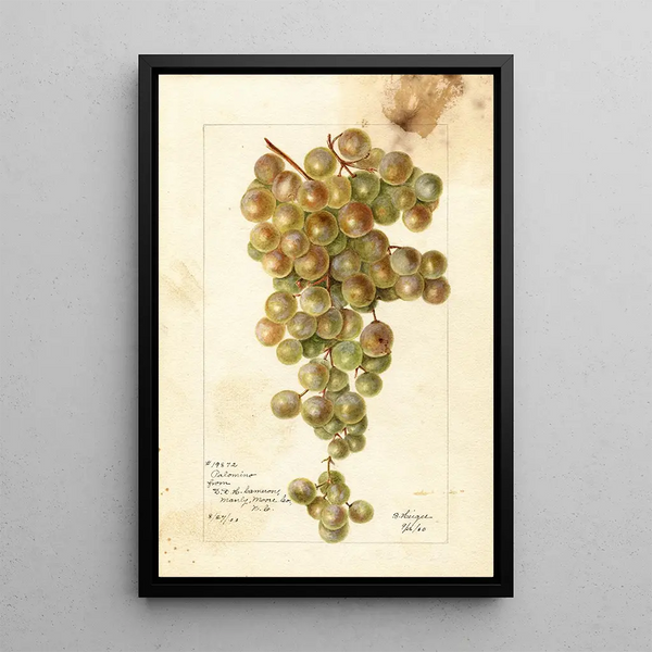 Vitis Palomino - Bertha Heiges — oprawiony obraz na ścianie