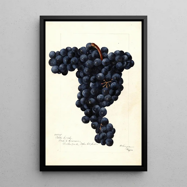 Vitis Petite Syrah - Bertha Heiges — oprawiony obraz na ścianie