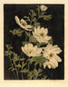 Anemony - Bertha Jaques — widok dzieła