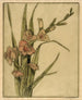Glaïeul - Bertha Jaques — widok dzieła