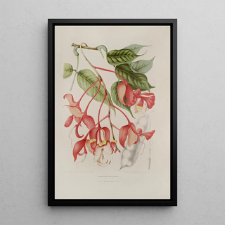 Berthe Hoola van Nooten - Fleurs fruits et feuillages choisis de lille de Java Pl02.webp