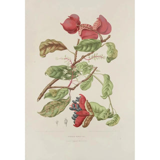 Berthe Hoola van Nooten - Fleurs fruits et feuillages choisis de lille de Java Pl11.webp