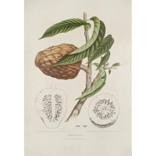 Berthe Hoola van Nooten - Fleurs fruits et feuillages choisis de lille de Java Pl20.webp