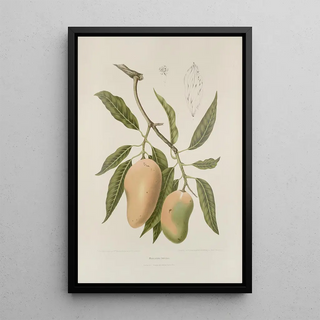 Berthe Hoola van Nooten - Fleurs fruits et feuillages choisis de lille de Java Pl31.webp