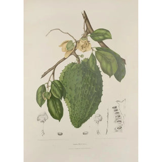 Berthe Hoola van Nooten - Fleurs fruits et feuillages choisis de lille de Java Pl39.webp