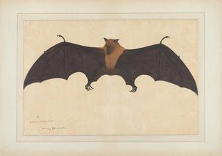 Bhawani Das - A Great Indian Fruit Bat or Flying Fox Pteropus giganteus.webp