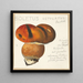 Boletus ustulatus Paulet 3 - Hans Walty — oprawiony obraz na ścianie