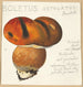Boletus ustulatus Paulet 3 - Hans Walty — widok dzieła