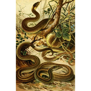 Bruno Drigen - Coluber Aeskulapii Coronella austriaca.webp