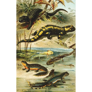 Bruno Drigen - Salamander maculosa Salamander atra Triton alpestris.webp