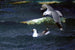 Mouettes - Bruno Liljefors — widok dzieła