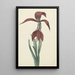 Reprodukcja obrazu Amaryllis Formosissima - CJ Kruimel