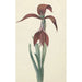 Reprodukcja obrazu Amaryllis Formosissima - CJ Kruimel