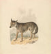 Canis Lupus ou Loup gris - Samuel Howitt — widok dzieła