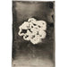 Fleur III - Carel Adolph Lion Cachet — widok dzieła