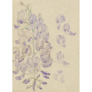 Carel Adolph Lion Cachet - Wisteria.webp