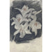 Białe lysy - Carel Adolph Lion Cachet — widok dzieła