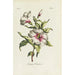 Althaea frutex - Carington Bowles — widok dzieła