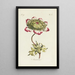 Reprodukcja obrazu Anemone - Carington Bowles