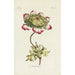 Reprodukcja obrazu Anemone - Carington Bowles