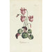 Cyclamen - Carington Bowles — widok dzieła