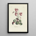 Cyclamen - Carington Bowles — oprawiony obraz na ścianie