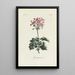 Reprodukcja obrazu Geranium - Carington Bowles