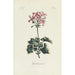 Reprodukcja obrazu Geranium - Carington Bowles