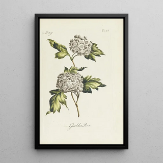 Carington Bowles - Guelder Rose.webp