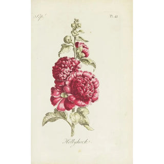 Carington Bowles - Hollyhock.webp