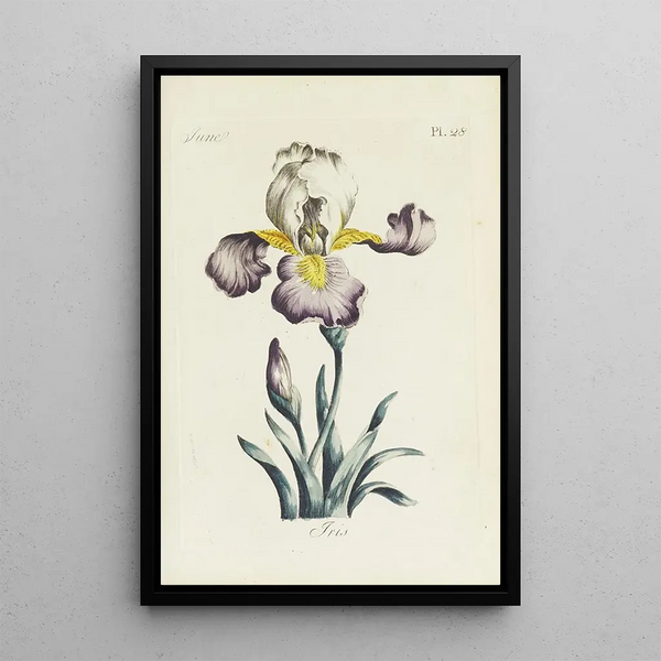 Reprodukcja obrazu Iris - Carington Bowles