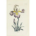 Reprodukcja obrazu Iris - Carington Bowles