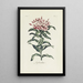 Reprodukcja obrazu Lychnis - Carington Bowles