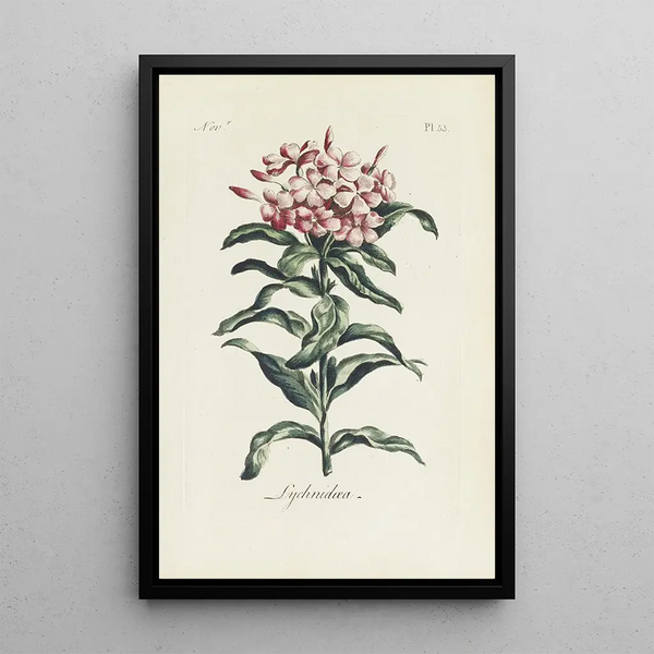 Reprodukcja obrazu Lychnis - Carington Bowles