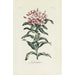 Reprodukcja obrazu Lychnis - Carington Bowles
