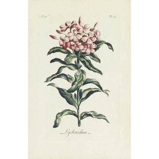 Carington Bowles - Lychnidea.webp