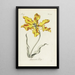 Reprodukcja obrazu Tulipe perroquet - Carington Bowles