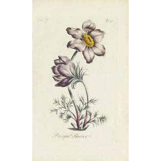 Carington Bowles - Pasque flower.webp