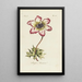 Reprodukcja obrazu Anemone prosty - Carington Bowles