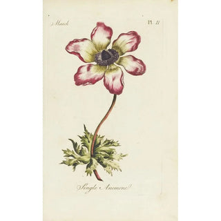 Carington Bowles - Single anemone.webp
