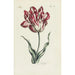 Tulip - Carington Bowles — widok dzieła
