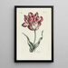 Tulip - Carington Bowles — oprawiony obraz na ścianie