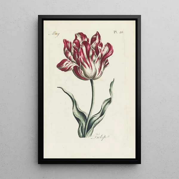 Tulip - Carington Bowles — oprawiony obraz na ścianie