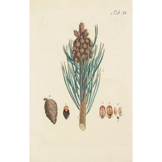 Carl Christoph Oelhafen von Schllenbach - Abbildung der wilden Bume Stauden und Buschgewchse Pl004.webp