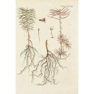 Carl Christoph Oelhafen von Schllenbach - Abbildung der wilden Bume Stauden und Buschgewchse Pl032.webp