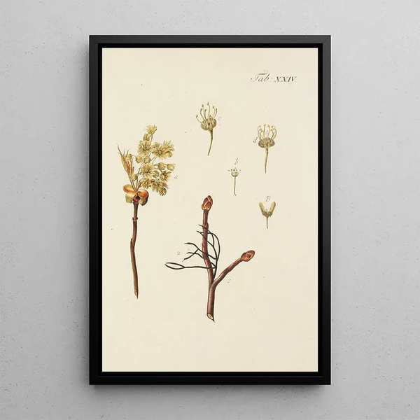 Ilustracja dzikich drzew, roślin wieloletnich i krzewów Pl058 - Carl Christoph Oelhafen von Schöllenbach — oprawiony obraz na ścianie